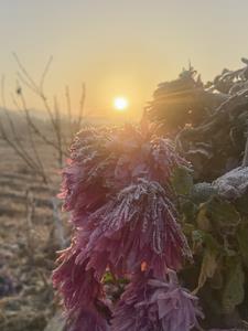 花开花落在线阅读