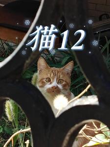 猫12个小时不吃东西会怎样